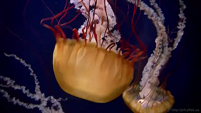 Snapshot of streamy_test11 chatting on 17, 10, 2025 streamy test11 online show from 17, 10, 2025