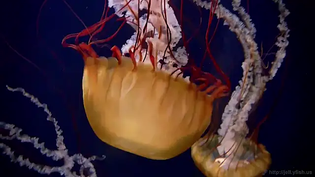 Snapshot of streamy_test11 chatting on 20, 10, 2025 streamy test11 online show from 20, 10, 2025