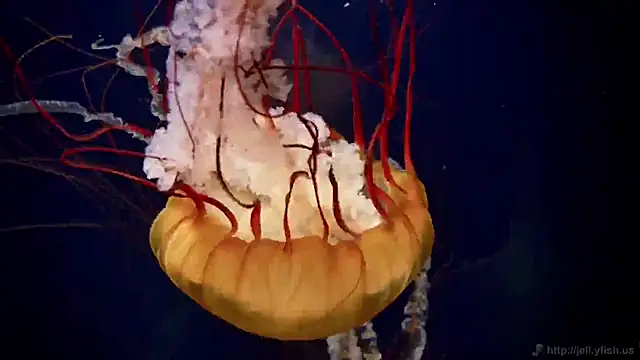 Snapshot of streamy_test11 chatting on 30, 10, 2025 streamy test11 online show from 30, 10, 2025