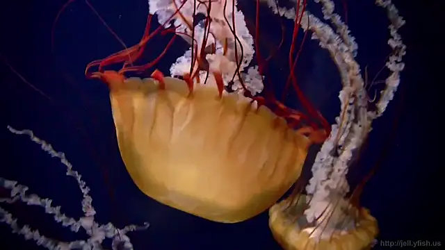 Snapshot of streamy_test11 chatting on 3, 11, 2025 streamy test11 online show from 3, 11, 2025