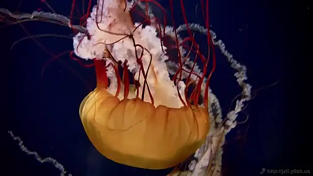 Snapshot of streamy_test11 chatting on 5, 11, 2025 streamy test11 online show from 5, 11, 2025