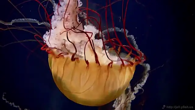 Snapshot of streamy_test11 chatting on 16, 1, 2026 streamy test11 online show from 16, 1, 2026