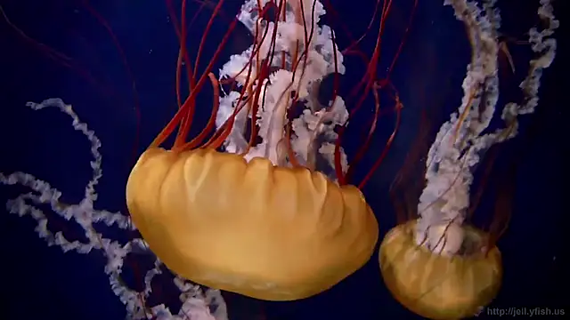 Snapshot of streamy_test11 chatting on 2, 2, 2026 streamy test11 online show from 2, 2, 2026