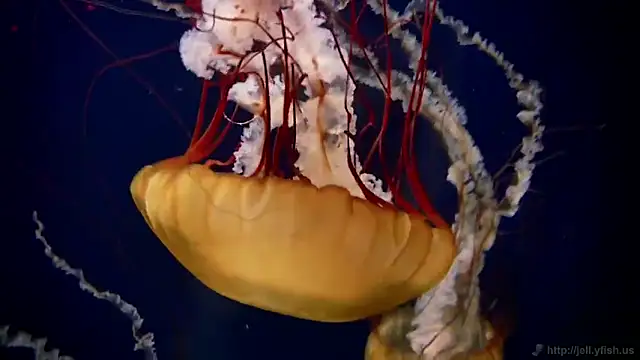 Snapshot of streamy_test11 chatting on 3, 2, 2026 streamy test11 online show from 3, 2, 2026