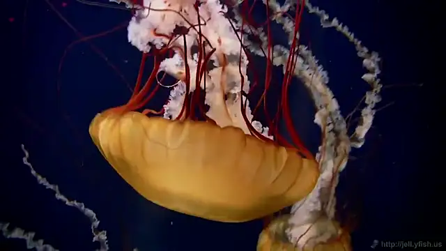 Snapshot of streamy_test11 chatting on 5, 2, 2026 streamy test11 online show from 5, 2, 2026