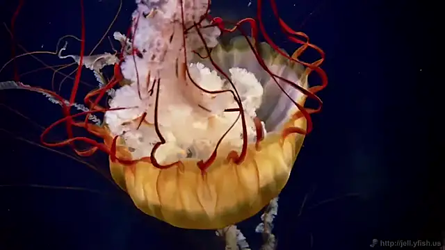 Snapshot of streamy_test11 chatting on 11, 2, 2026 streamy test11 online show from 11, 2, 2026