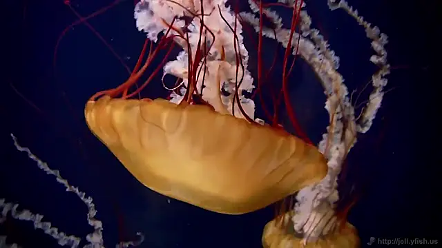 Snapshot of streamy_test11 chatting on 19, 2, 2026 streamy test11 online show from 19, 2, 2026