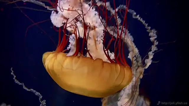 Snapshot of streamy_test11 chatting on 24, 2, 2026 streamy test11 online show from 24, 2, 2026