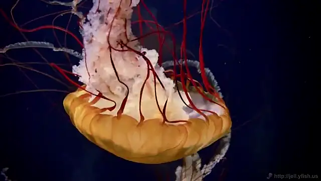 Snapshot of streamy_test11 chatting on 25, 2, 2026 streamy test11 online show from 25, 2, 2026