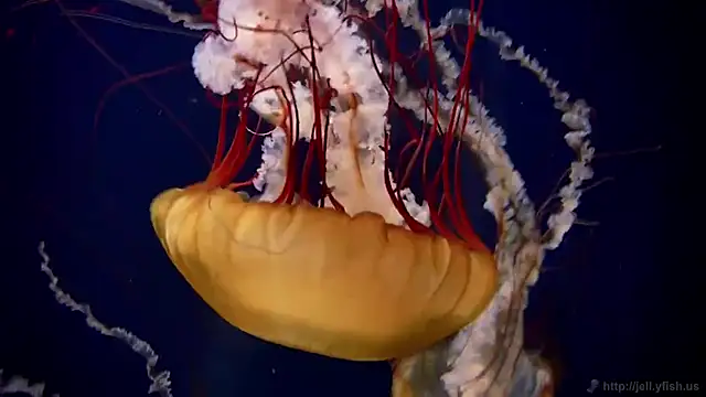 Snapshot of streamy_test11 chatting on 2, 3, 2026 streamy test11 online show from 2, 3, 2026