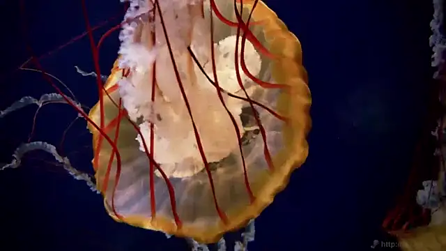 streamy test11 online show from 31, 3, 2026