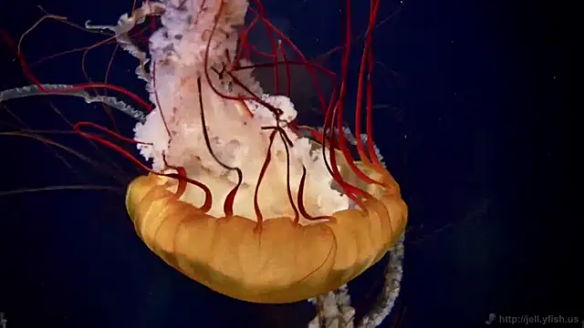 streamy test11 online show from 16, 4, 2026