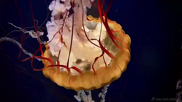 streamy test11 online show from 22, 4, 2026