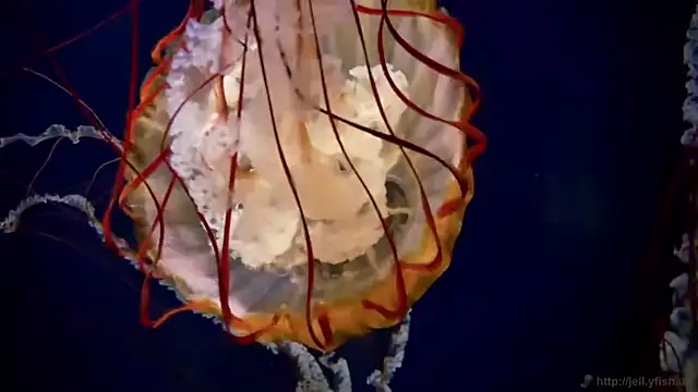 streamy test11 online show from 23, 4, 2026