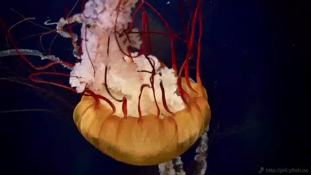 streamy test11 online show from 24, 4, 2026