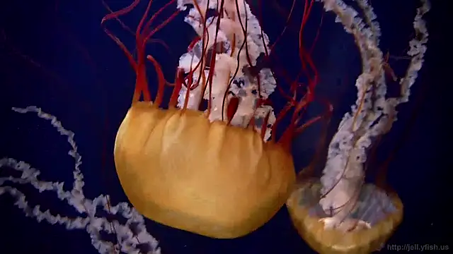 streamy test12 online show from 19, 12, 2024