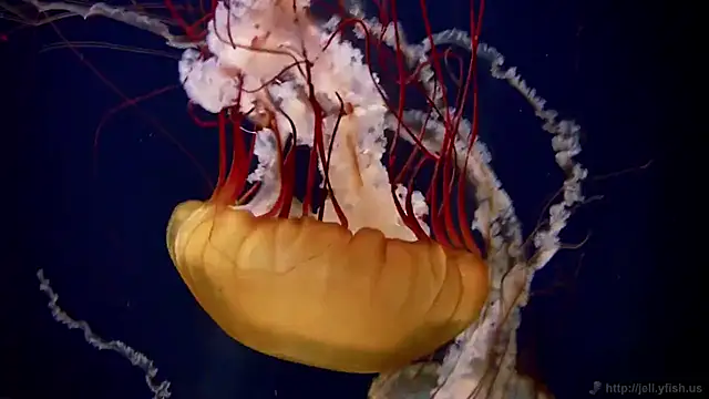 streamy test12 online show from 5, 11, 2025