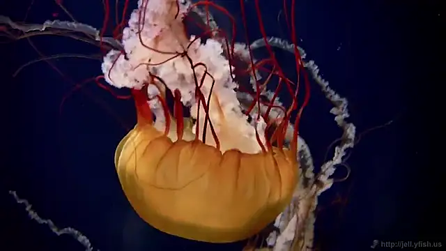 streamy test12 online show from 15, 12, 2025