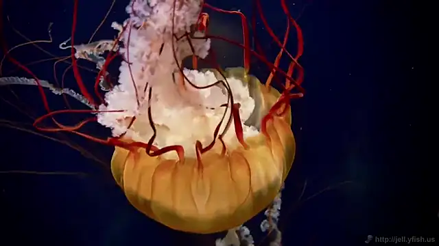 streamy test12 online show from 16, 1, 2026