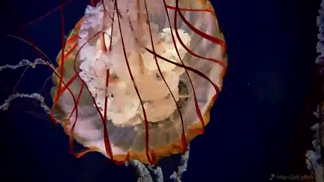 streamy test13 online show from 20, 12, 2024