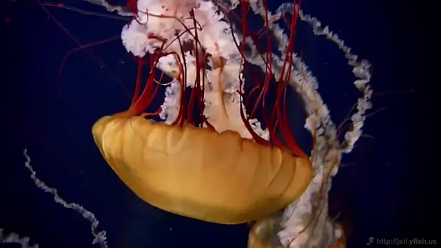 streamy test13 online show from 17, 2, 2025