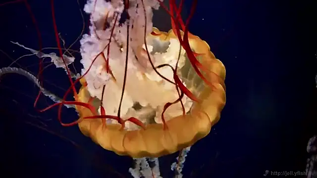 streamy test13 online show from 14, 3, 2025