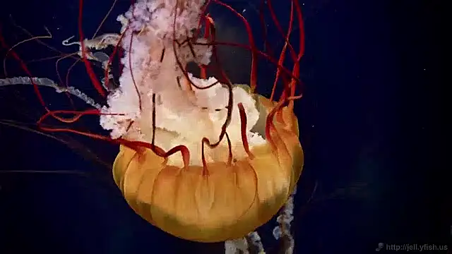 streamy test15 online show from 2, 12, 2024