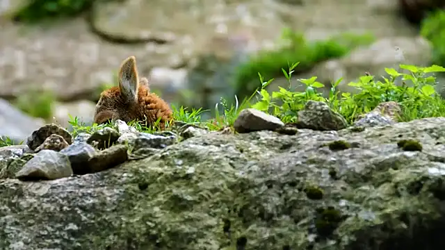 streamy test15 online show from 22, 1, 2025