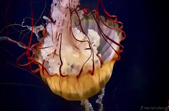 streamy test15 online show from 3, 2, 2025