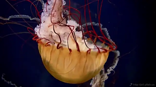 streamy test15 online show from 17, 2, 2025