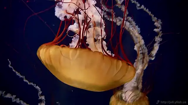 streamy test15 online show from 15, 12, 2025