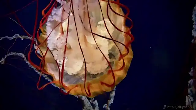 streamy test15 online show from 17, 3, 2026