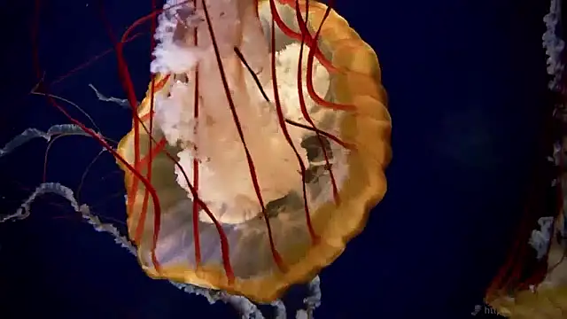 streamy test15 online show from 17, 4, 2026