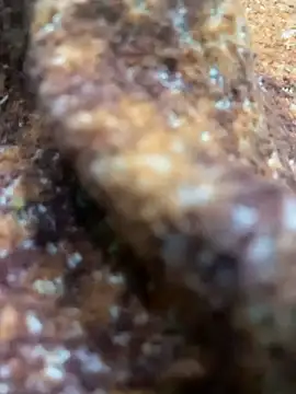 king cum  online show from 13, 2, 2025