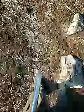 Snapshot of murokkk31 chatting on 15, 1, 2025 murokkk31 online show from 15, 1, 2025