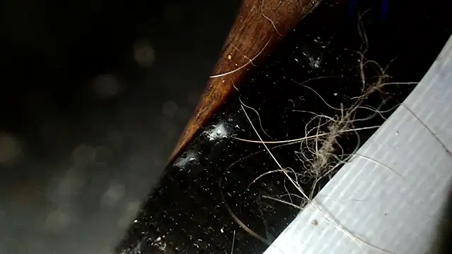 Snapshot of Gigadickman chatting on 3, 12, 2024 Gigadickman online show from 3, 12, 2024