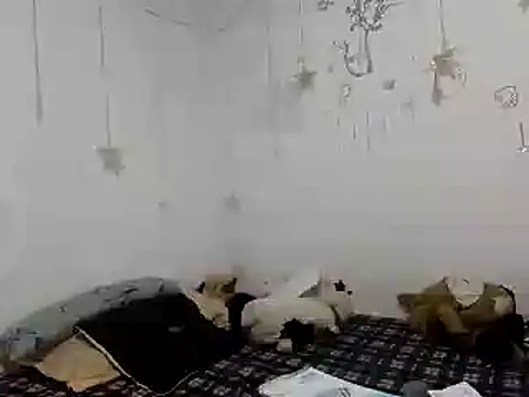 Nissha johosonn online show from 13, 12, 2024