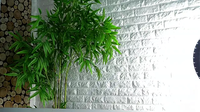 LowOncoming online show from 8, 4, 2026