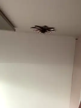 Larabrooks online show from 9, 10, 2025