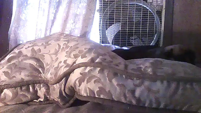 luke thighwalker2469 online show from 20, 4, 2026