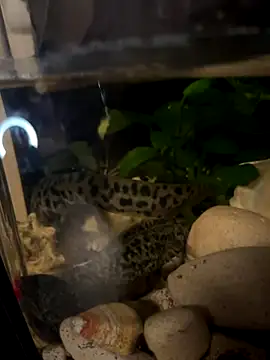 BroadFantasy online show from 18, 10, 2025