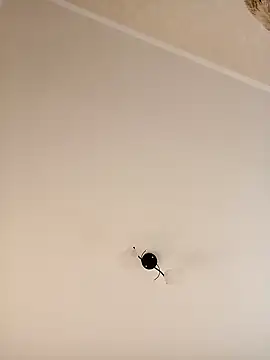 YuliannaFox online show from 24, 12, 2024