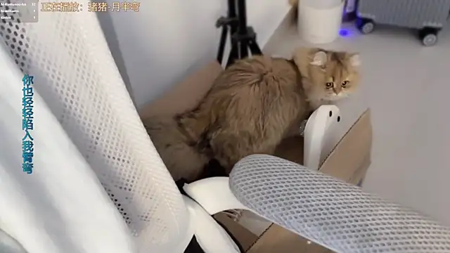 AnAn-520 online show from 11, 3, 2026