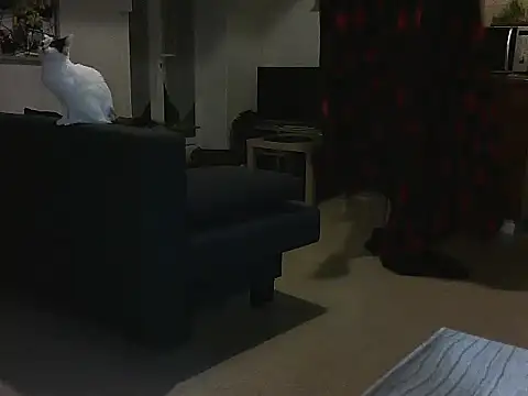 Lauzo21 online show from 5, 3, 2025