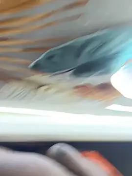 Snapshot of BigBossaNova69 chatting on 8, 10, 2025 BigBossaNova69 online show from 8, 10, 2025