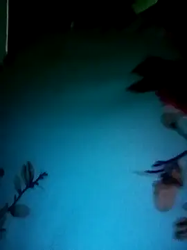 Snapshot of gunjan22 chatting on 31, 12, 2024 gunjan22 online show from 31, 12, 2024