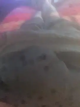 Snapshot of solomec chatting on 25, 9, 2025 solomec online show from 25, 9, 2025