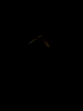 DaWoD030 online show from 19, 1, 2025