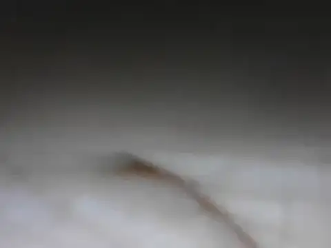 samee00721 online show from 24, 1, 2025