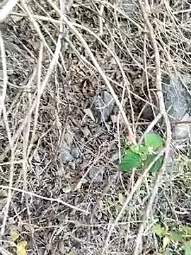 Guru2 online show from 26, 1, 2025